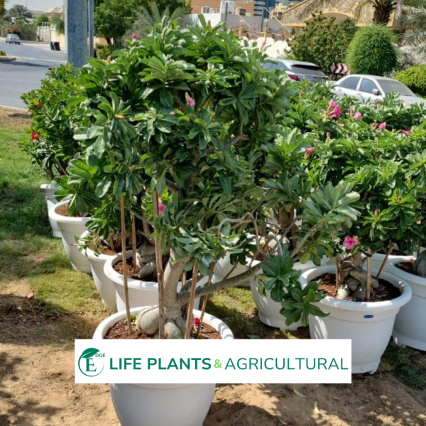 Adenium Obesum