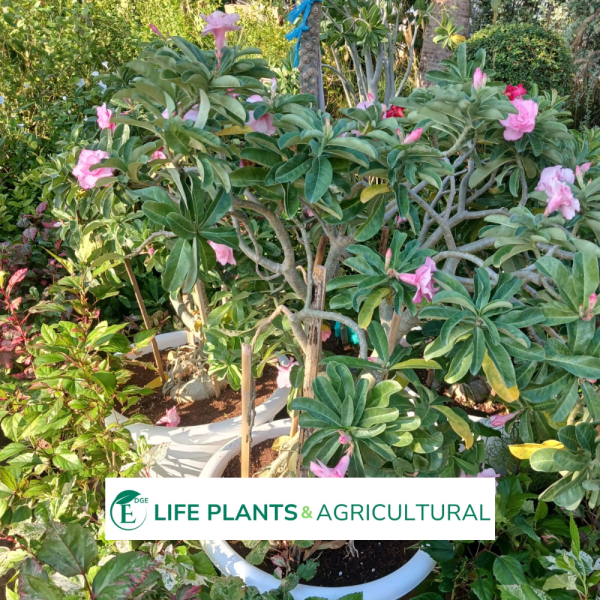 Adenium Tree