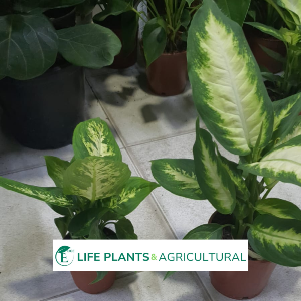 Aglaonema