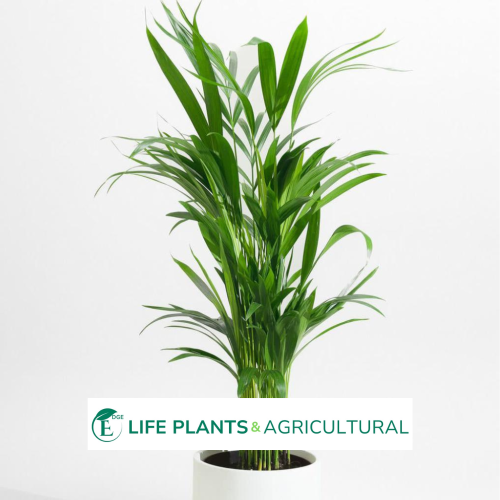 Areca Palm