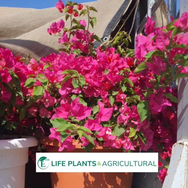 Bougainvillea Glabra