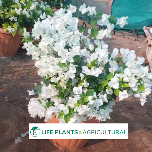 Bougainvillea Spectabilis