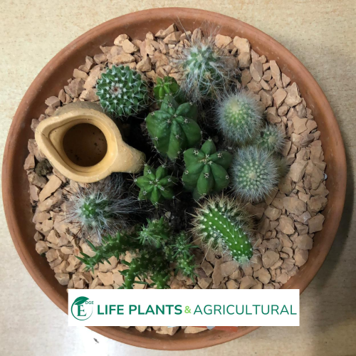 Cactus Potting