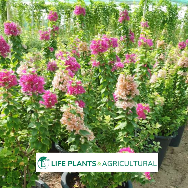 Clitoria Bougvainvillea