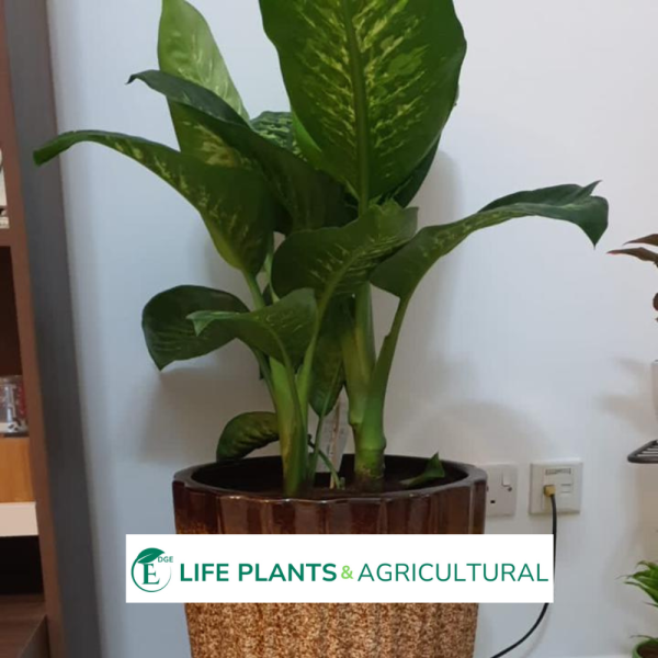 Dieffenbachia Seguine