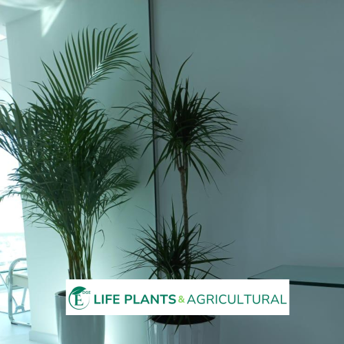 Dracaena Angustifolia Dracaena Angustifolia