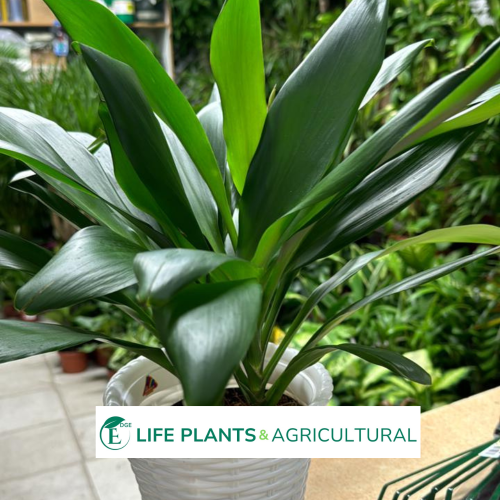 Dracaena Fragrans Dracaena Fragrans