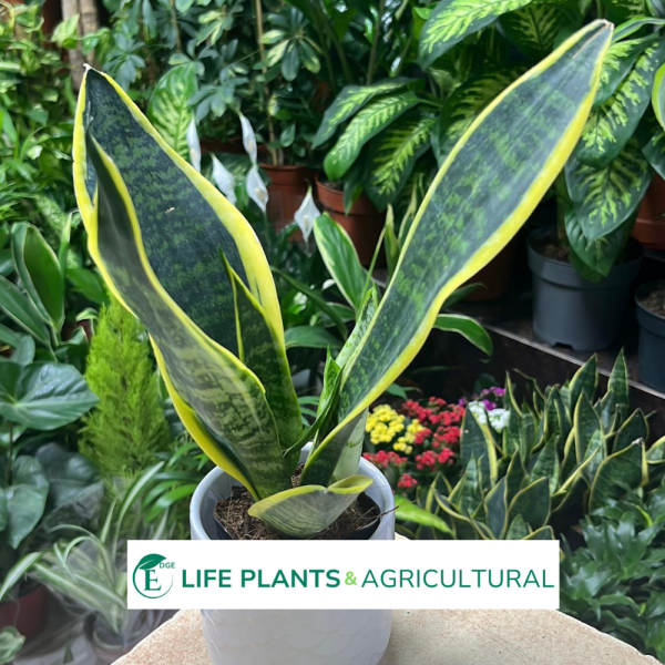 Dracaena Trifasciata