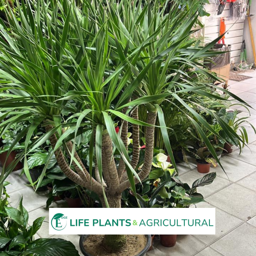 Dragon Tree Dragon Tree