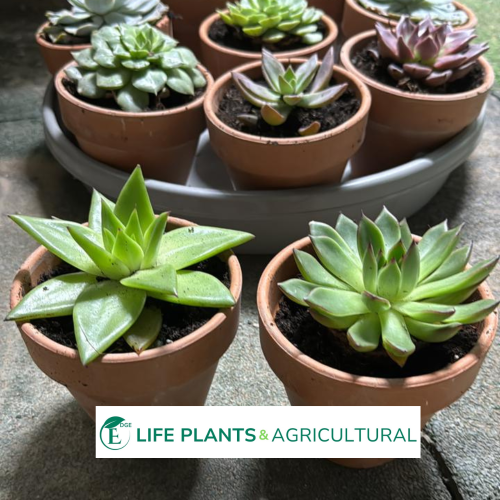 Echeveria Agavoides Echeveria Agavoides