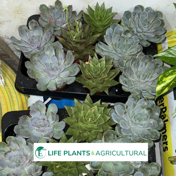 Echeveria Elegans