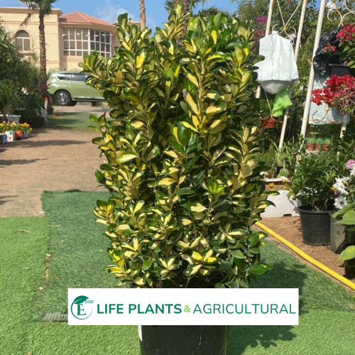 Euonymus Japonicus Euonymus Japonicus