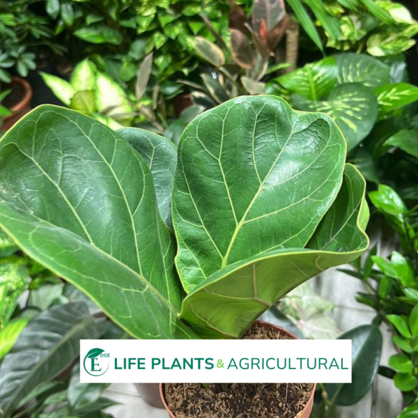 Fiddle Leaf Fig