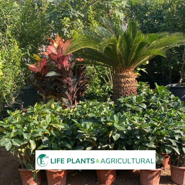 Gardenia Grandiflora