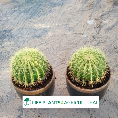 Golden Barrel Cactus