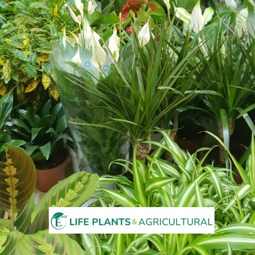 Living Air Purifier Plants