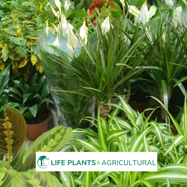 Living Air Purifier Plants