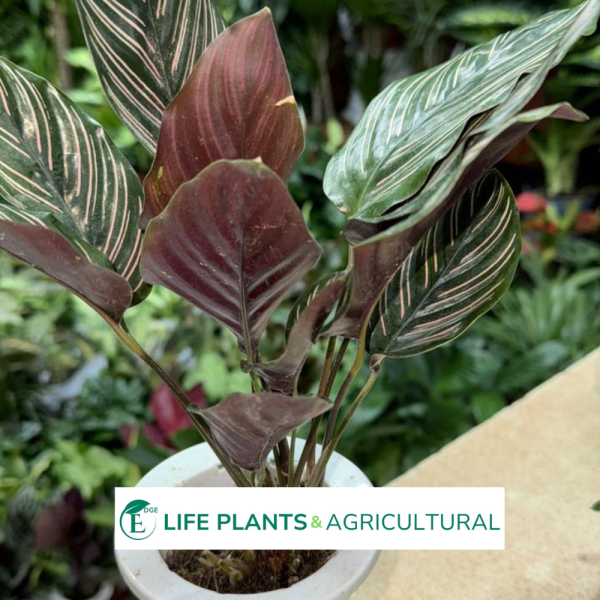 Pin-Stripe Calathea