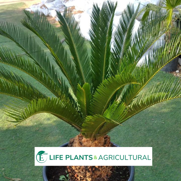 Sago Palm