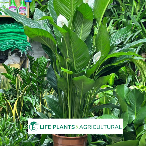 Spathiphyllum Kochii