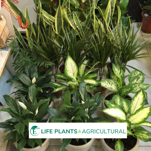 Spathiphyllum Wallisii