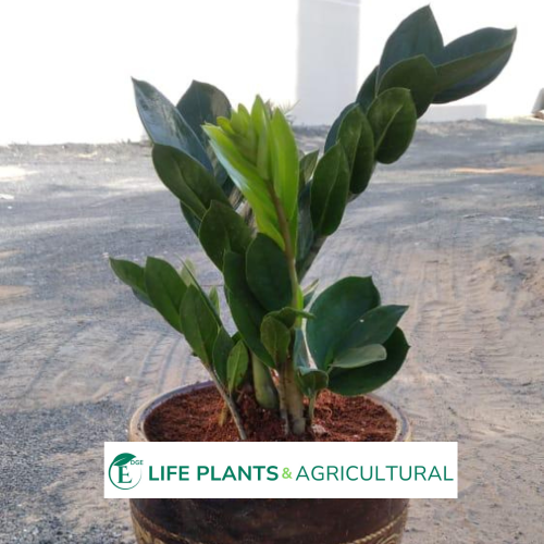 Zamioculcas Zamiifolia