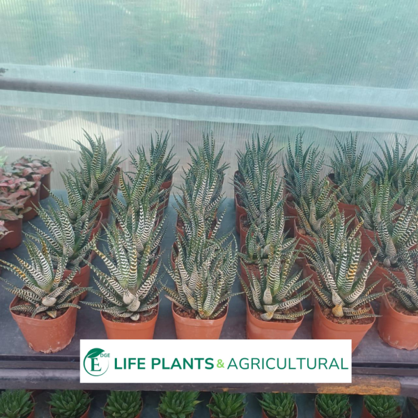 Zebra Haworthia